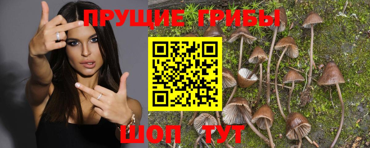 Галлюциногенные грибы Cubensis  Вход с VPN  Кузнецк  Псилоцибиновые грибы GOLDEN TEACHER 